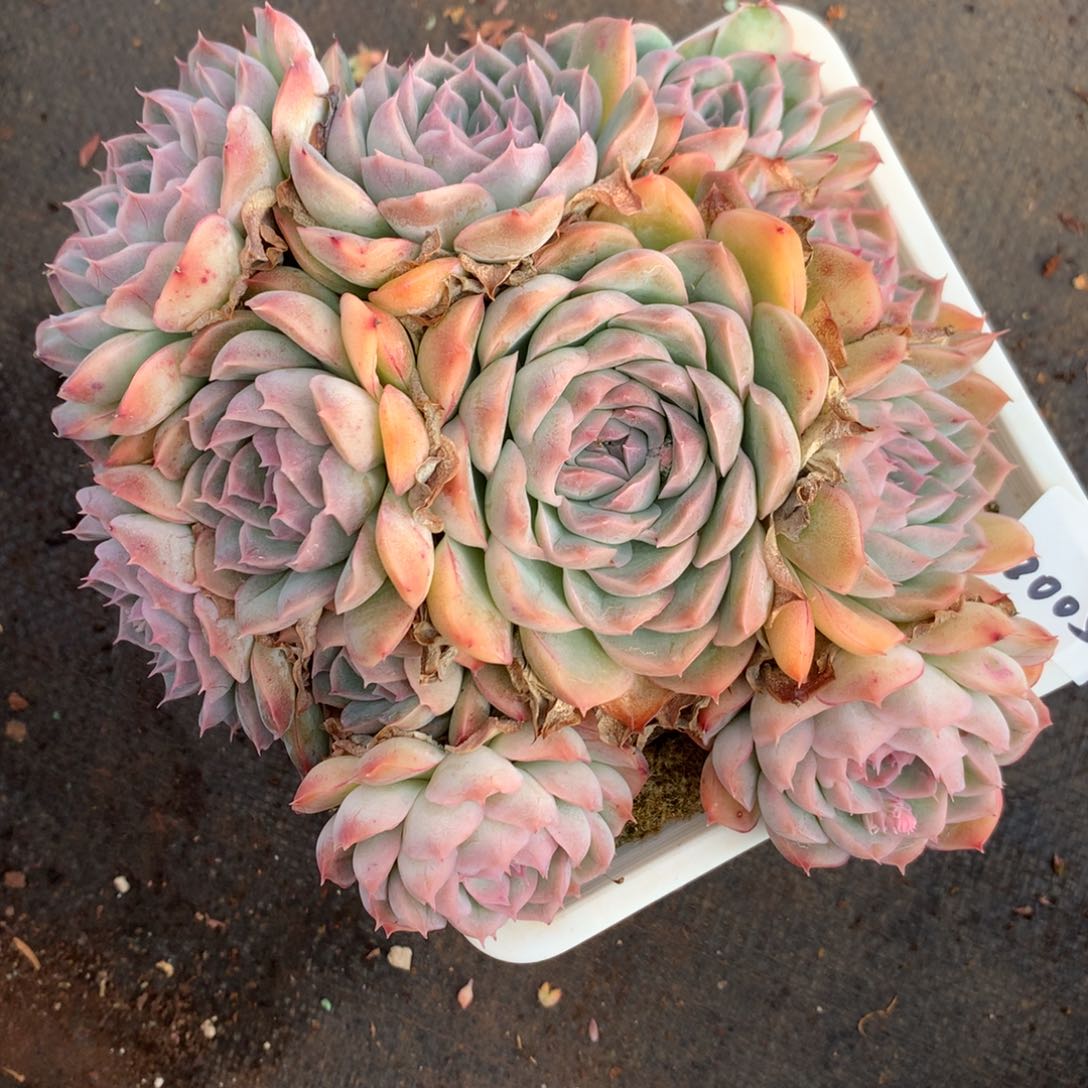 2005杂交多肉老桩