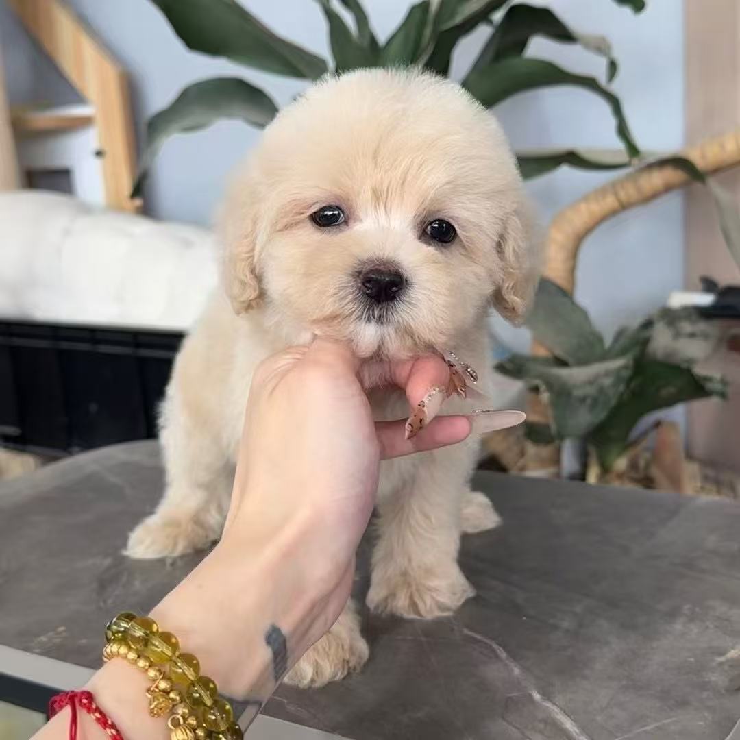 新（小陈直播宠物狗 ）T狗狗活体