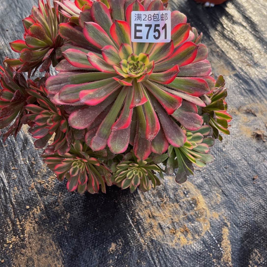 751多肉植物一物一拍