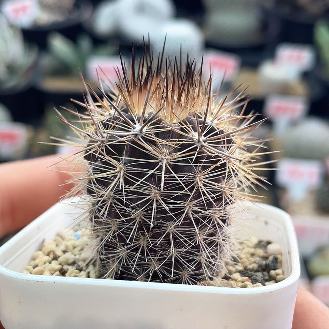 实生紫皮金刺混乱玉仙人球