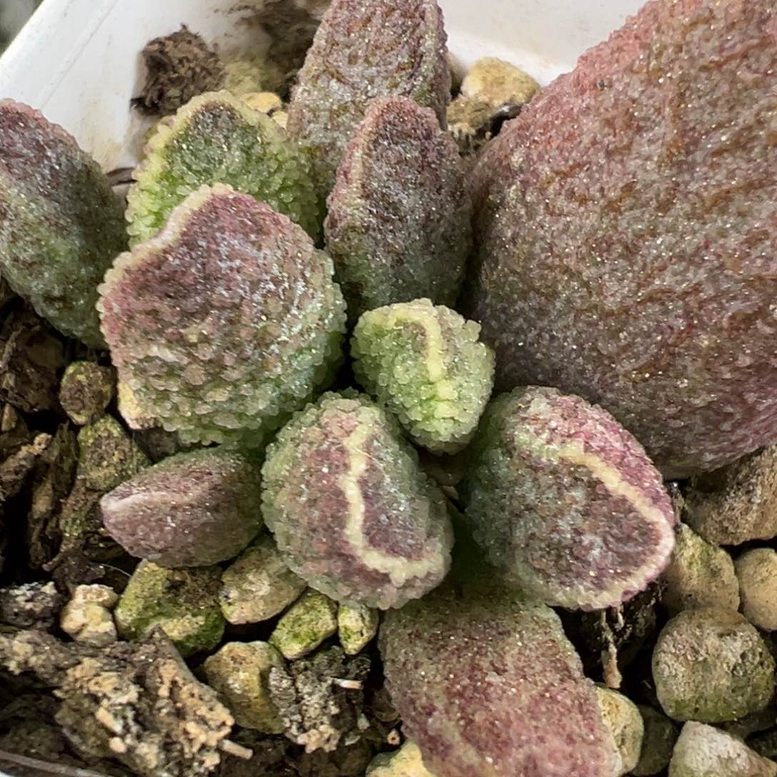 紫水晶多肉植物水泡