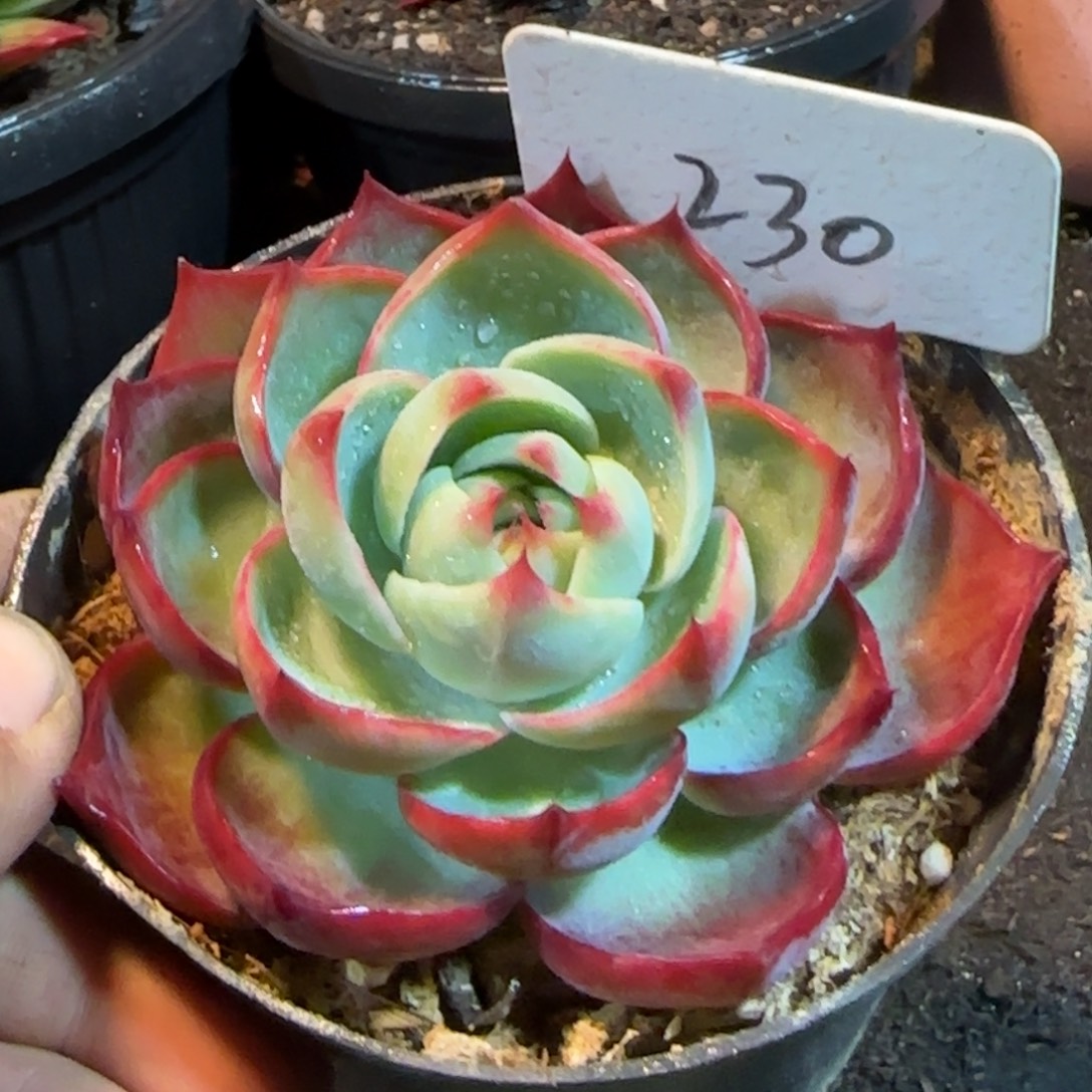 玫瑰惊鸿一物一拍包装收缩花旱230