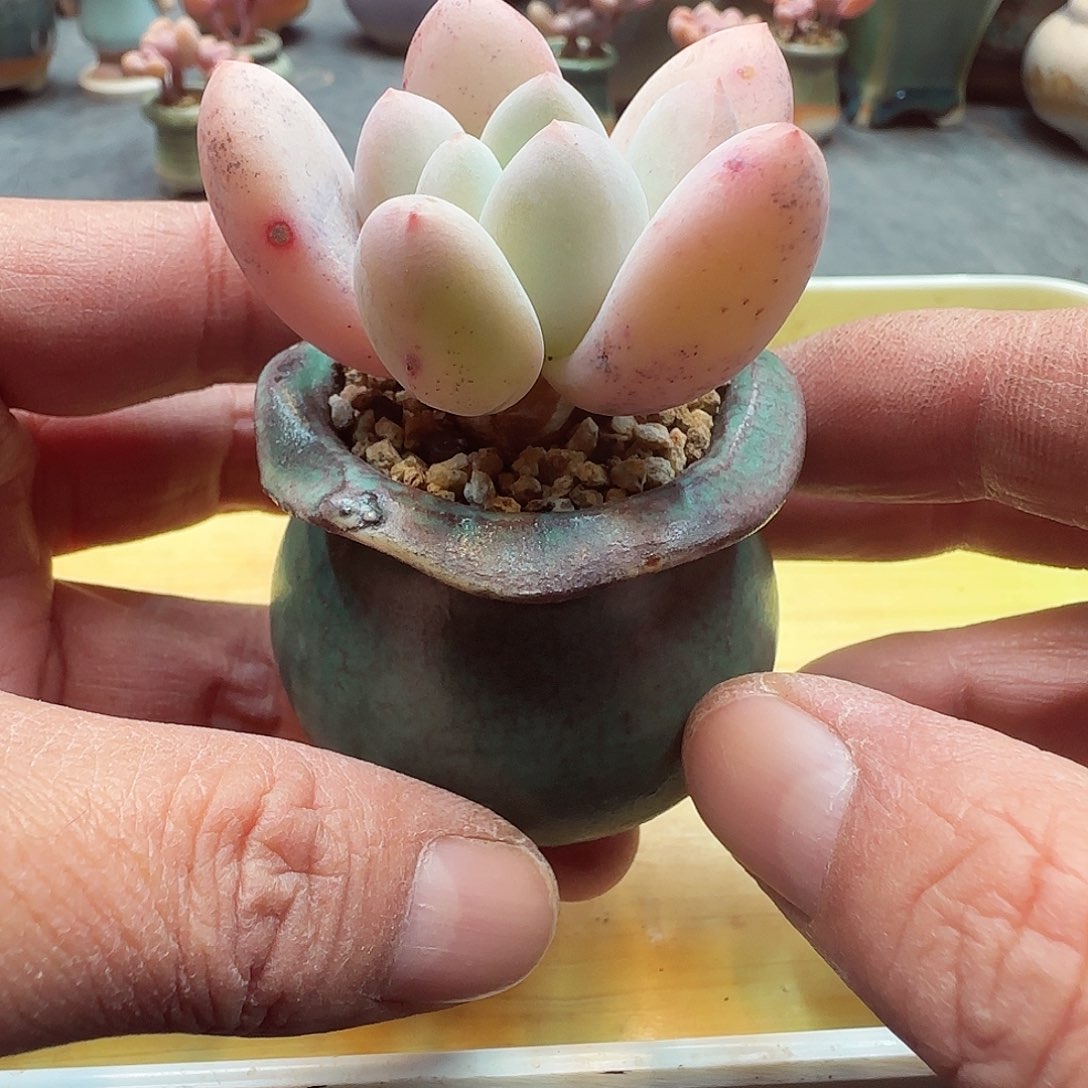 小暖萌友会福利A127