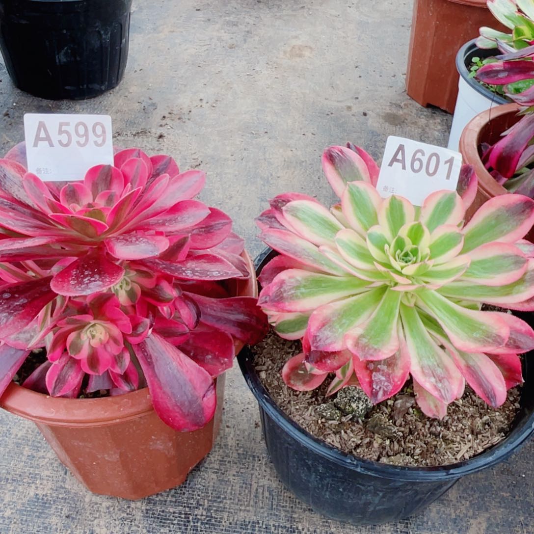 美杜莎599白凤601