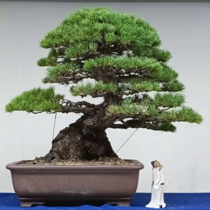 黑松大阪松五针松一物一拍