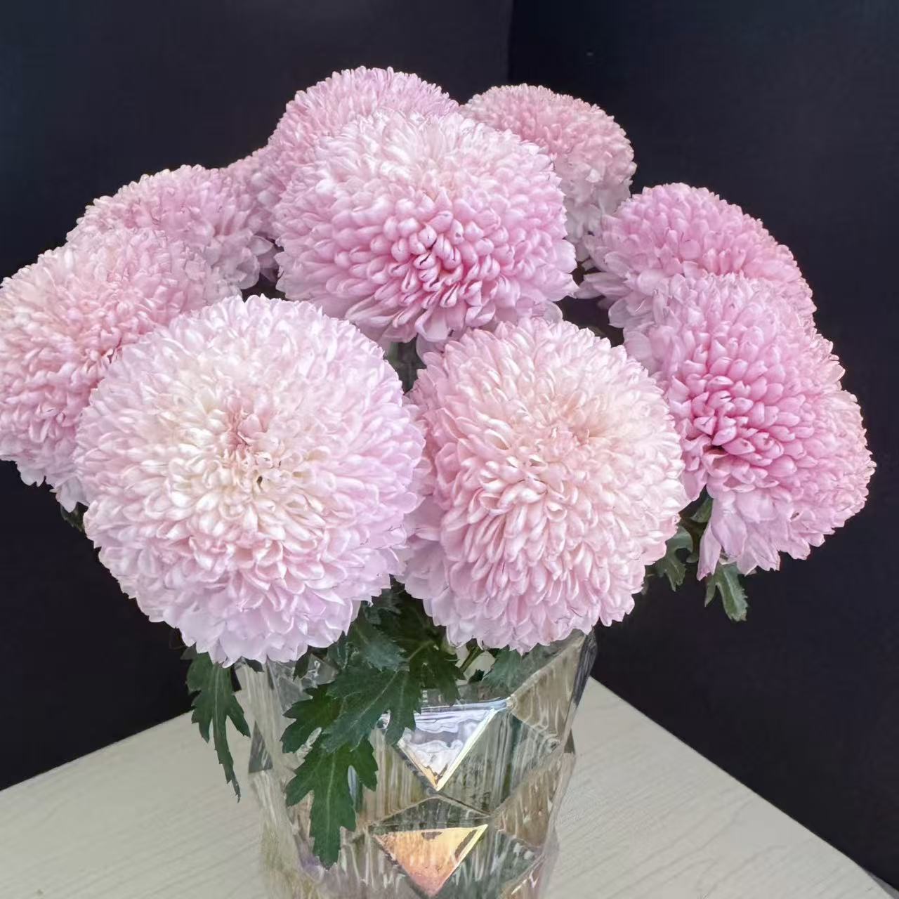 10枝浅粉色乒乓菊（两单发顺丰或京东快递）