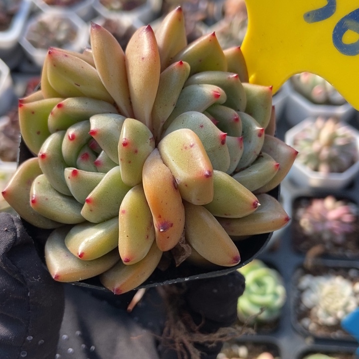 936香槟多肉植物保护