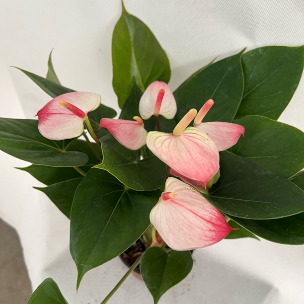 【彩掌红唇-120杯】花开富贵四季开花3-5朵花原土原盆发货