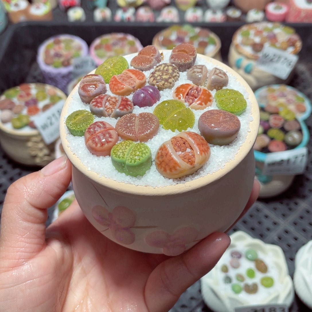 踏**梅w2184 带盆土发货-零下地区拍保温箱