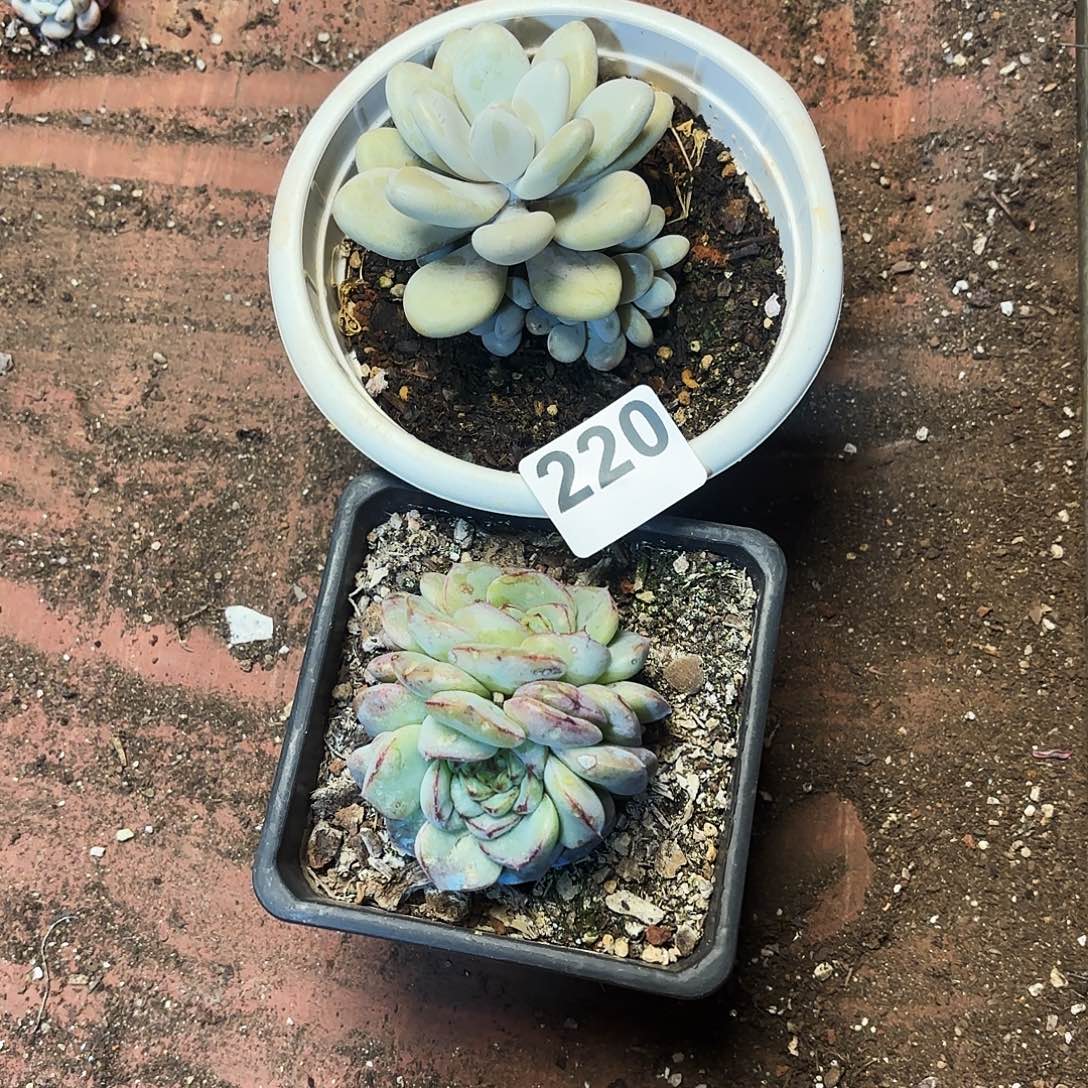 多肉植物宽拍220号