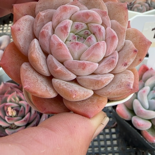 166 一物一拍多肉