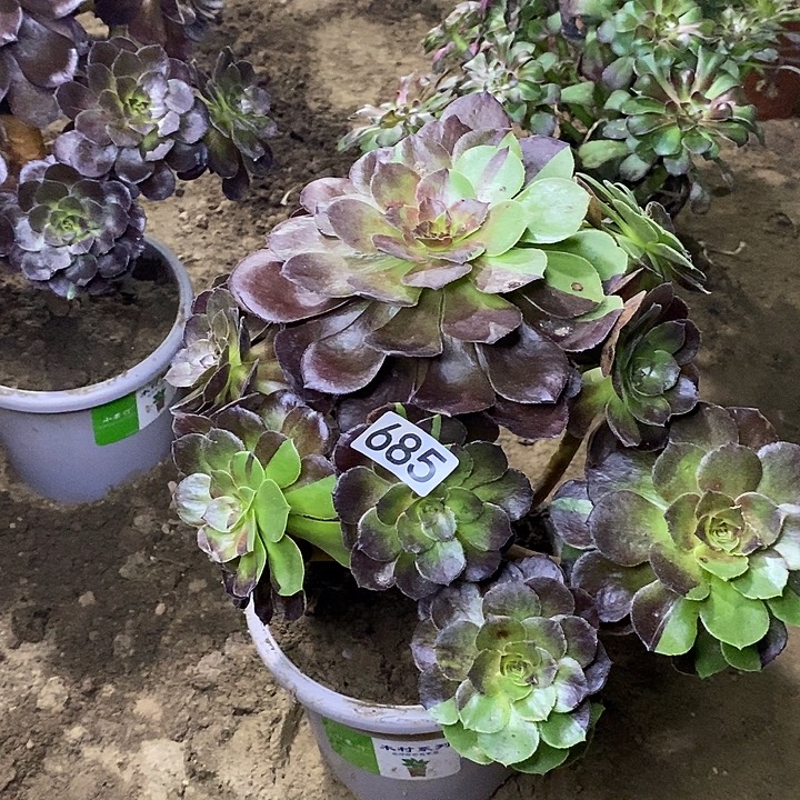 685，花花公子多肉法师
