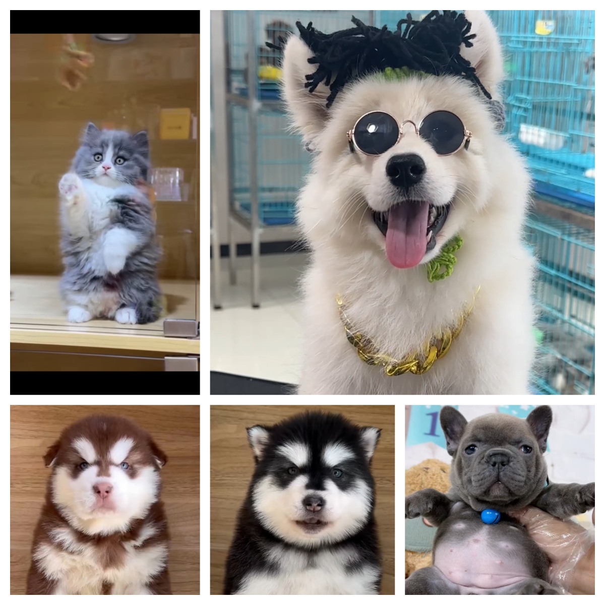 （宠物相册）定金拍前联系主播