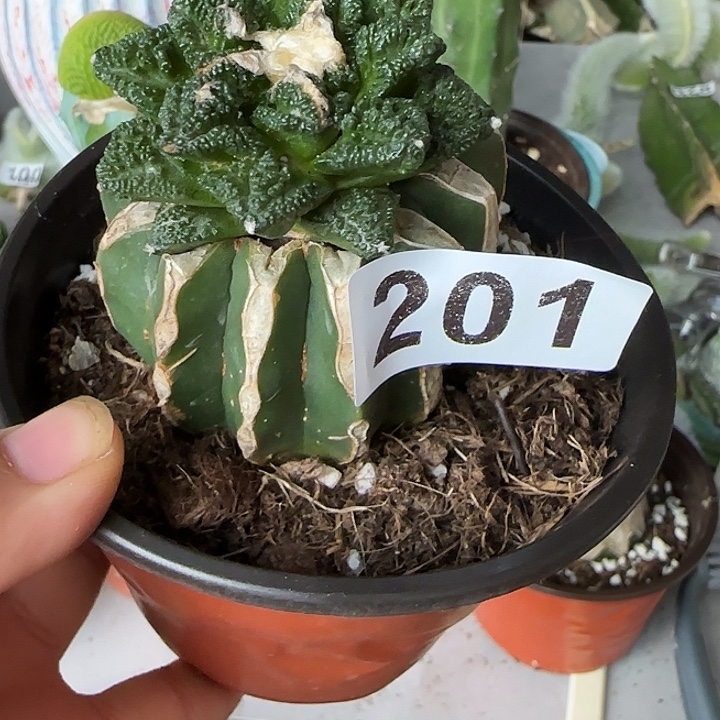 福***无花朵螺旋辛顿201