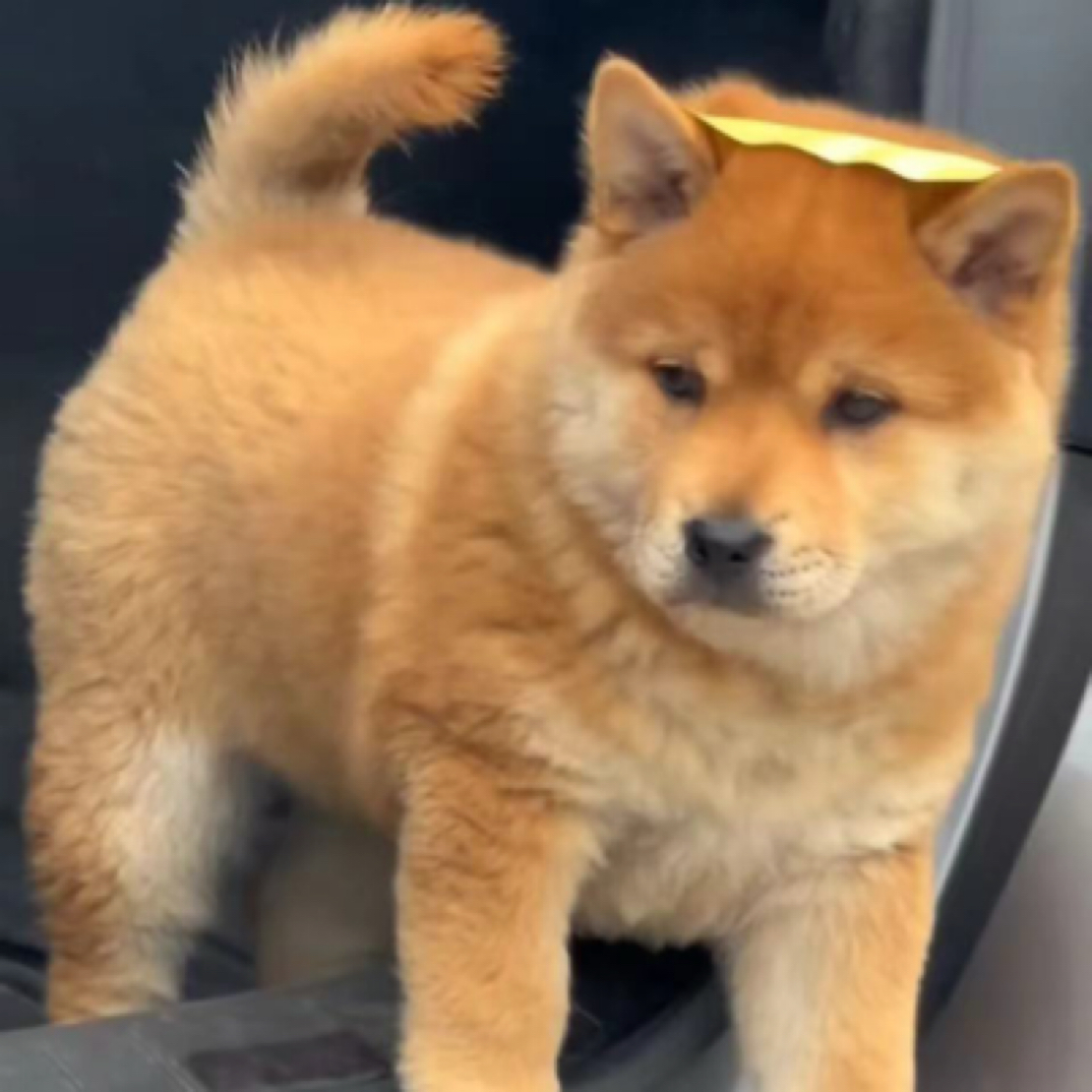 1000~2000宠物狗狗活体【直播间专用一物一拍链接】