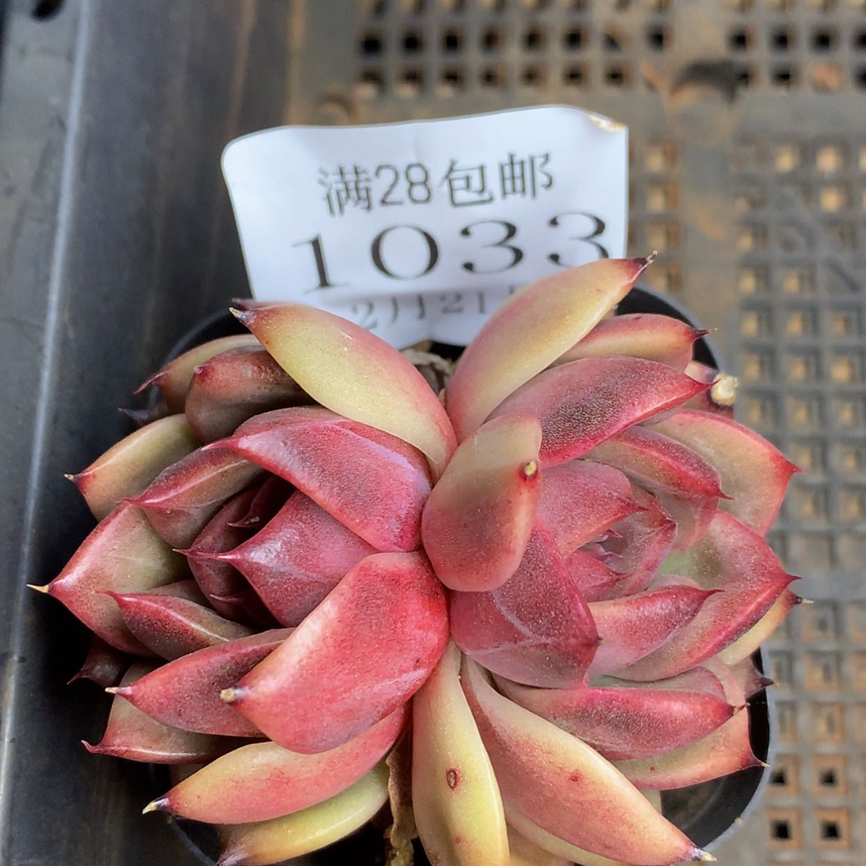 【闪购商品】云1033