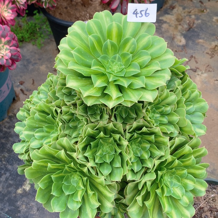 456翡翠琉璃精品捧花朵朵