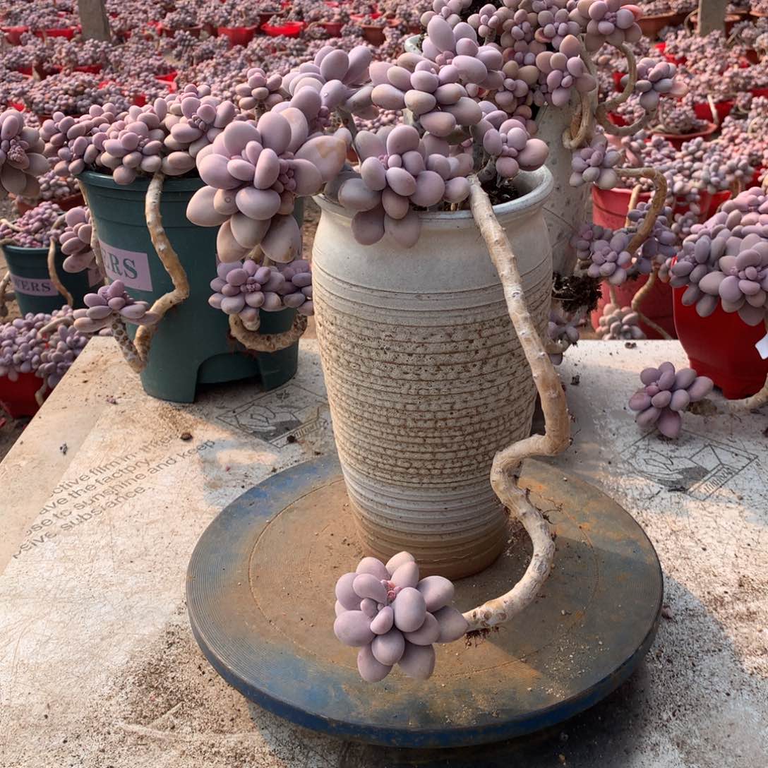 48一物一拍桃蛋老桩不带盆