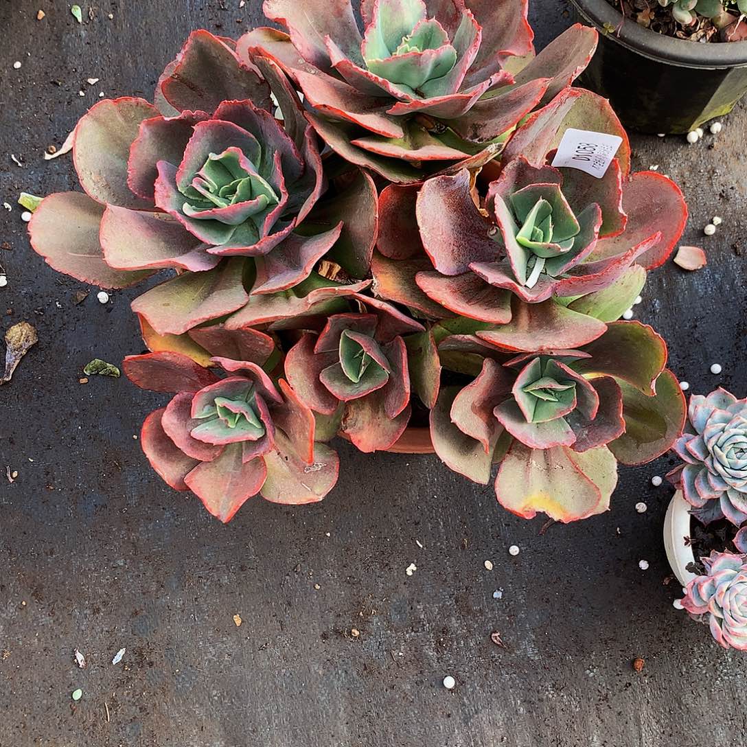 你***富        初吻多肉01058