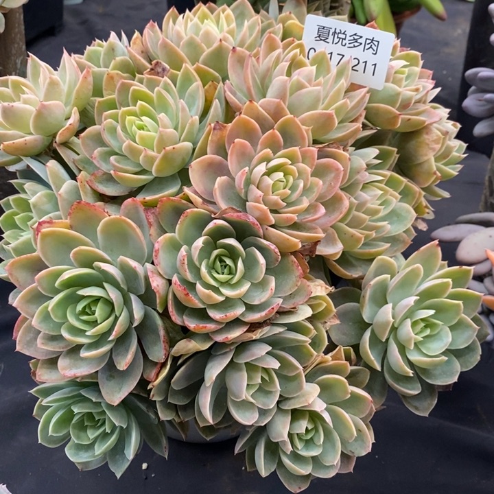 夏悦多肉0117-211丝绸面纱