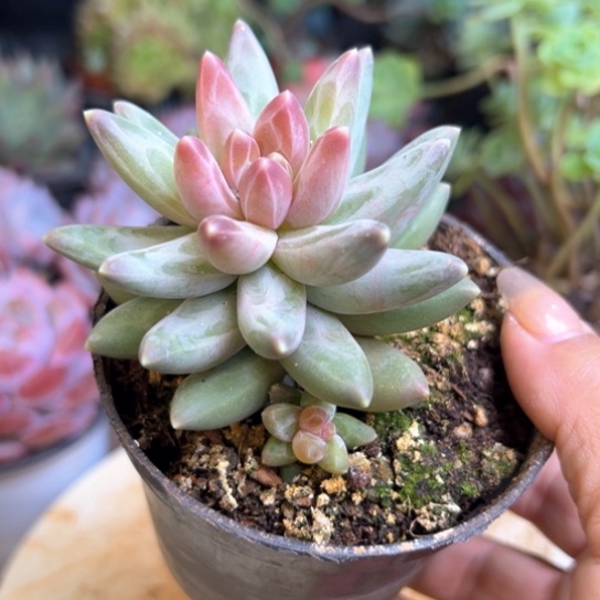 乌拉克拉多肉植物盆栽