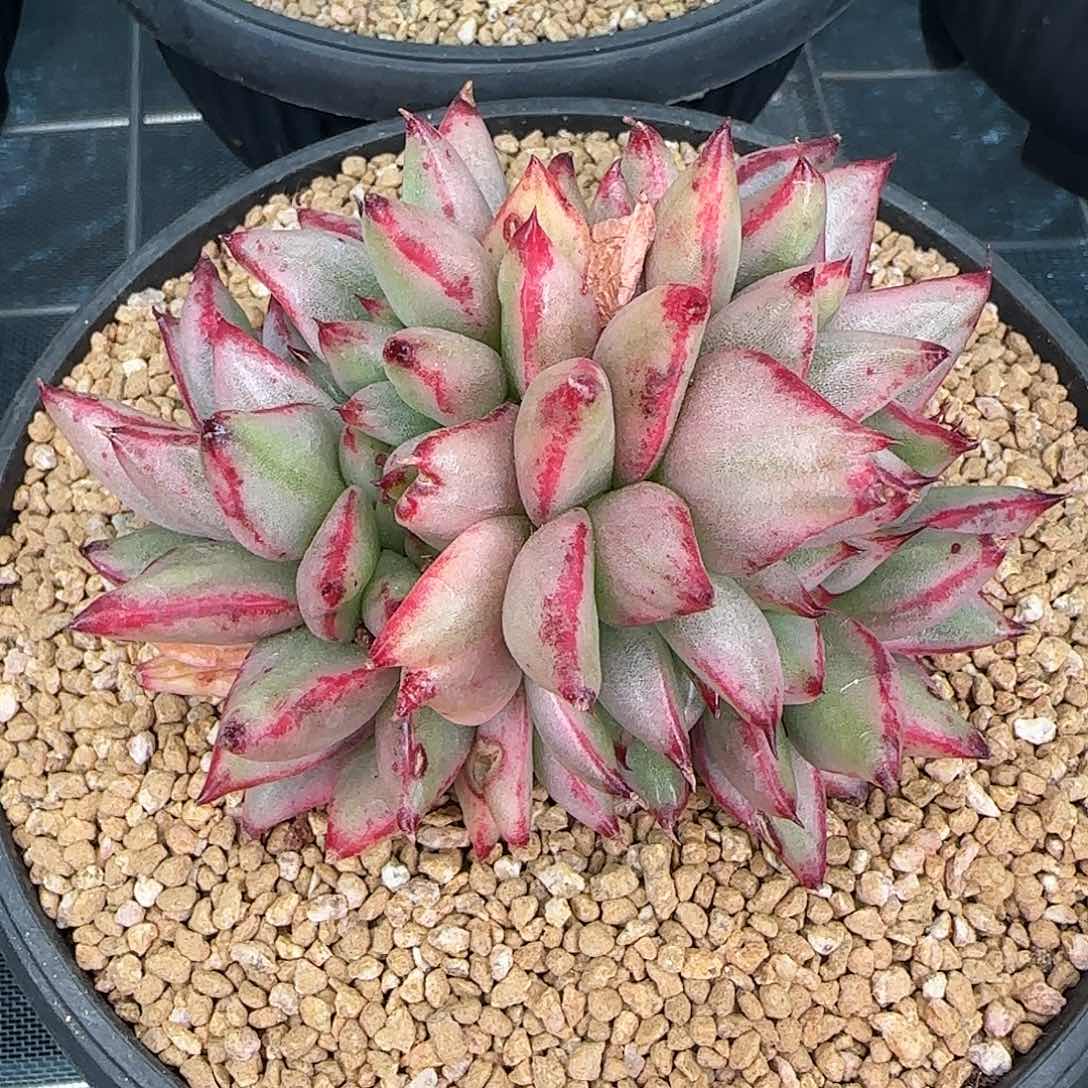 从前慢花园精选0127-玛丽亚锦缀