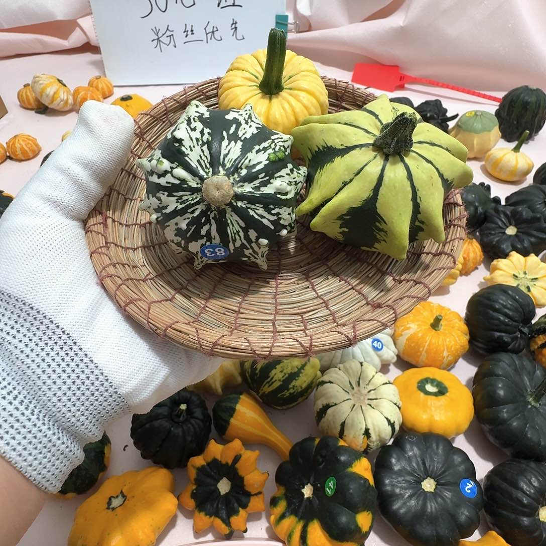 楽*乖墨西哥七彩葫芦青皮