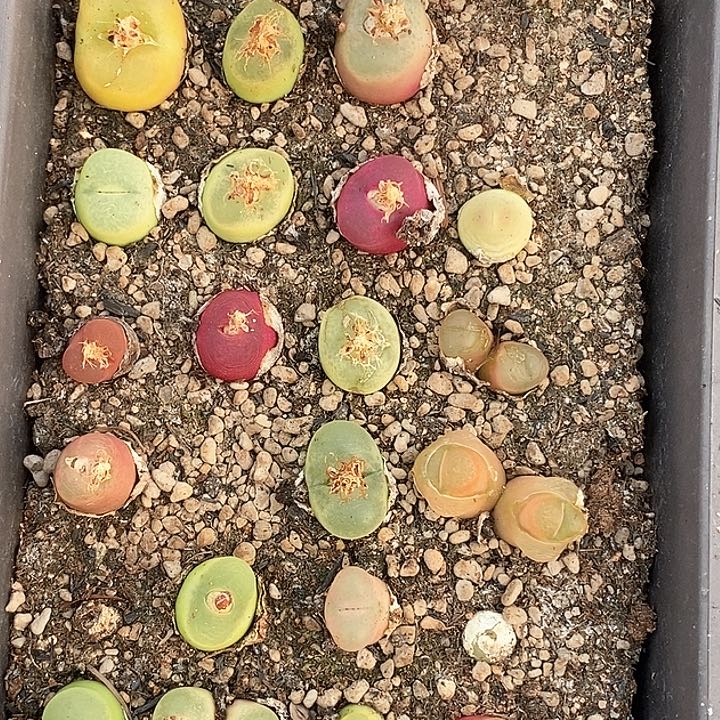 桃喜花园0130-141一盆