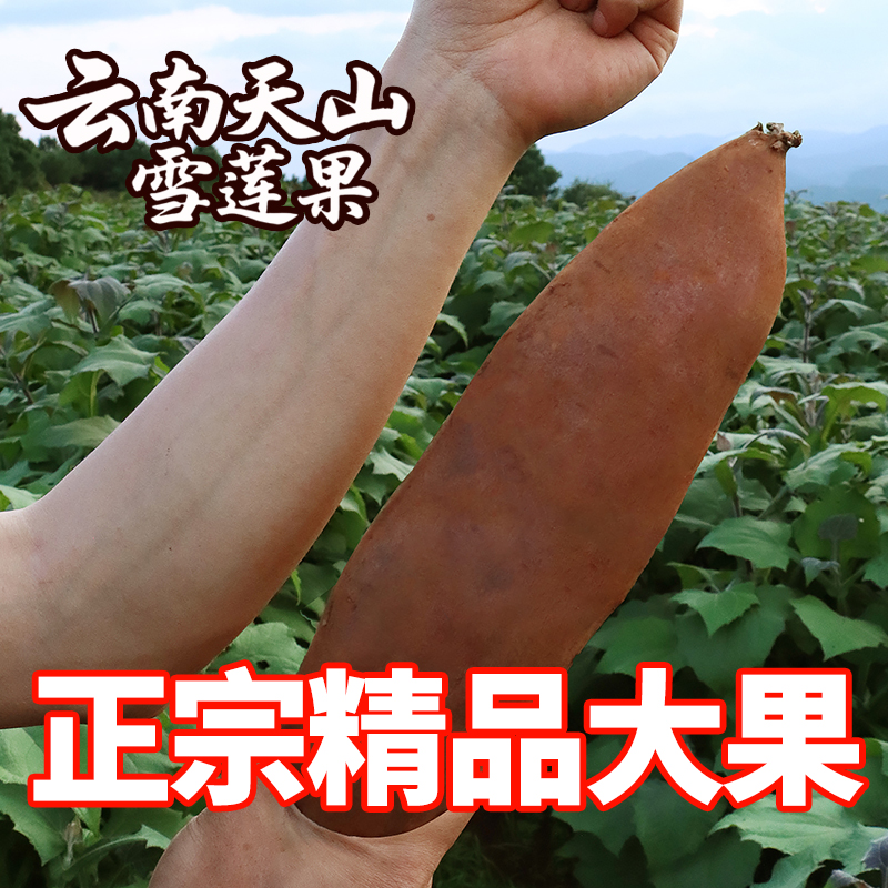 云南天山雪莲果现挖新鲜水果清甜多汁黄心雪莲果
