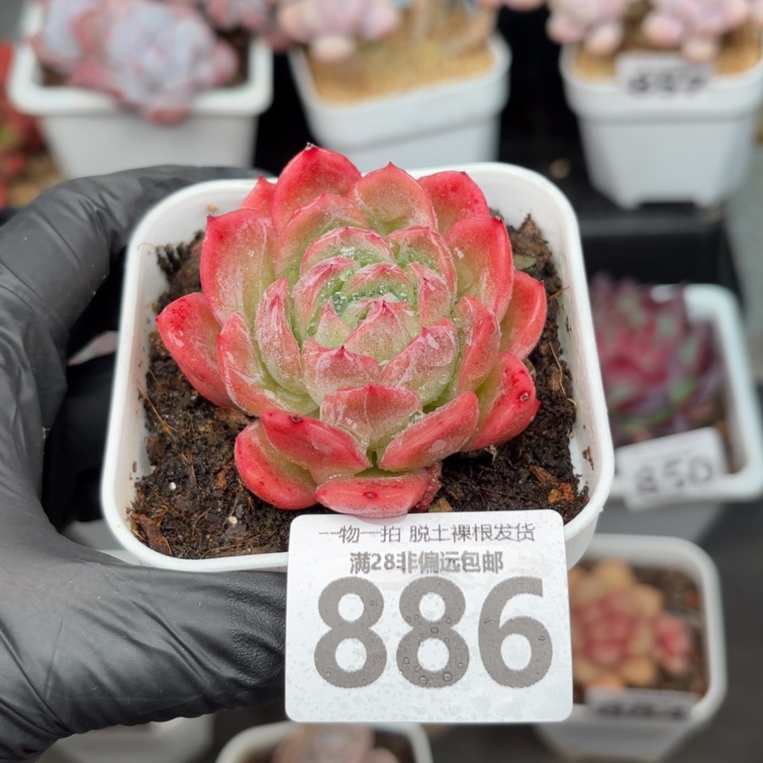 洛樱单头无盆土发货