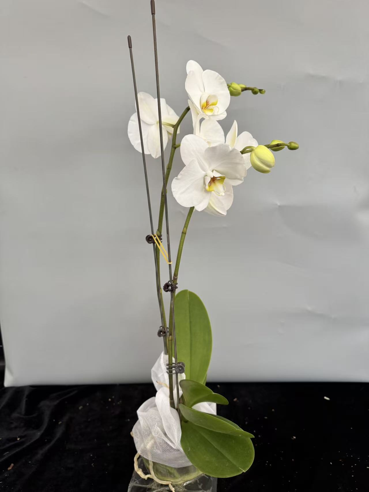 蝴蝶兰【诺丁汉】精品观花盆栽昆明基地直发