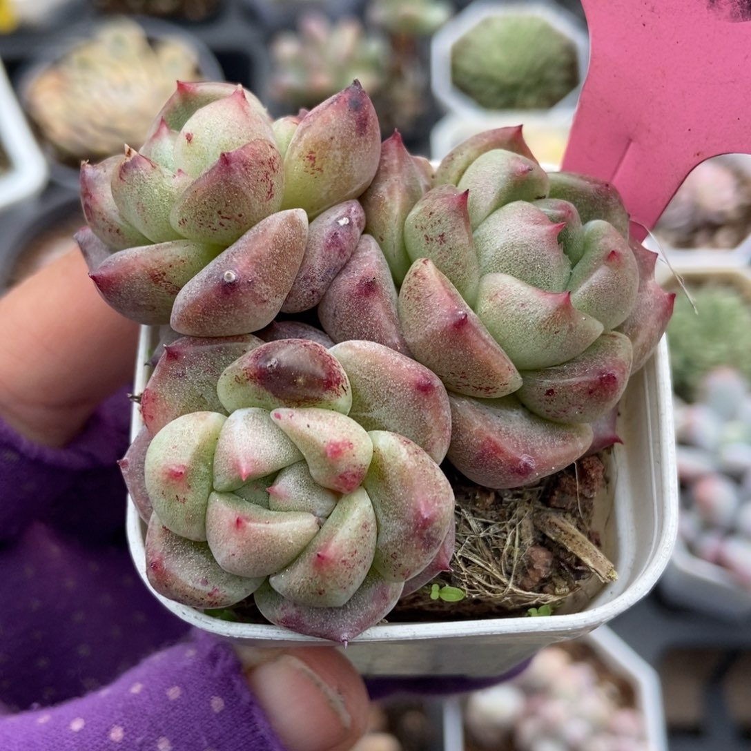 693白玫瑰石化多肉植物