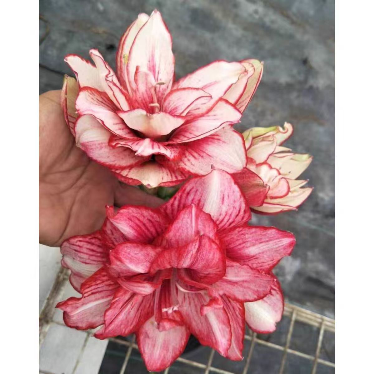 朱顶红-牡丹仙子4厘米高级感