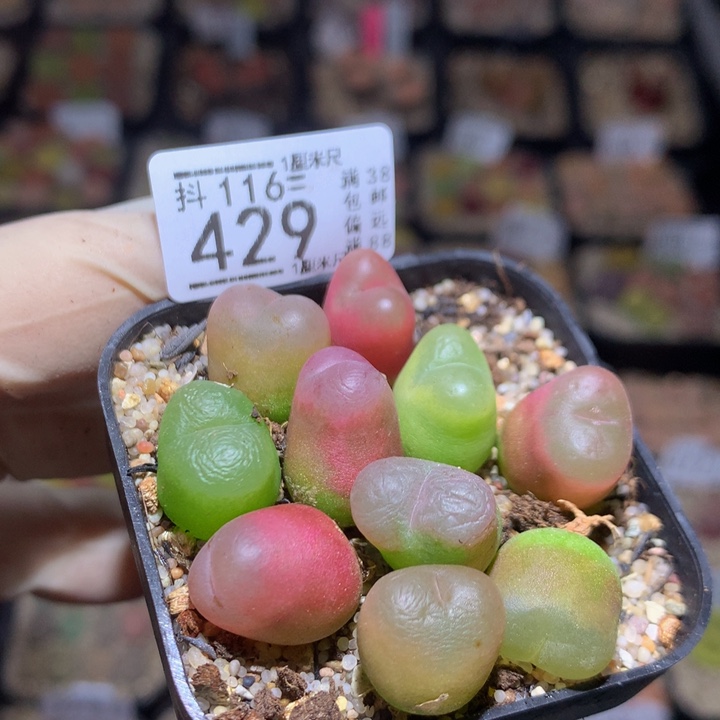 精品生石花116.429