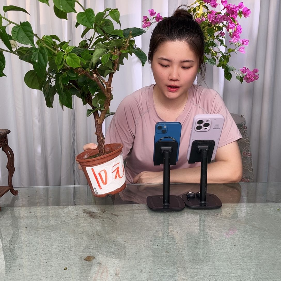 当前无花栽培后可以开花皇后小一颗