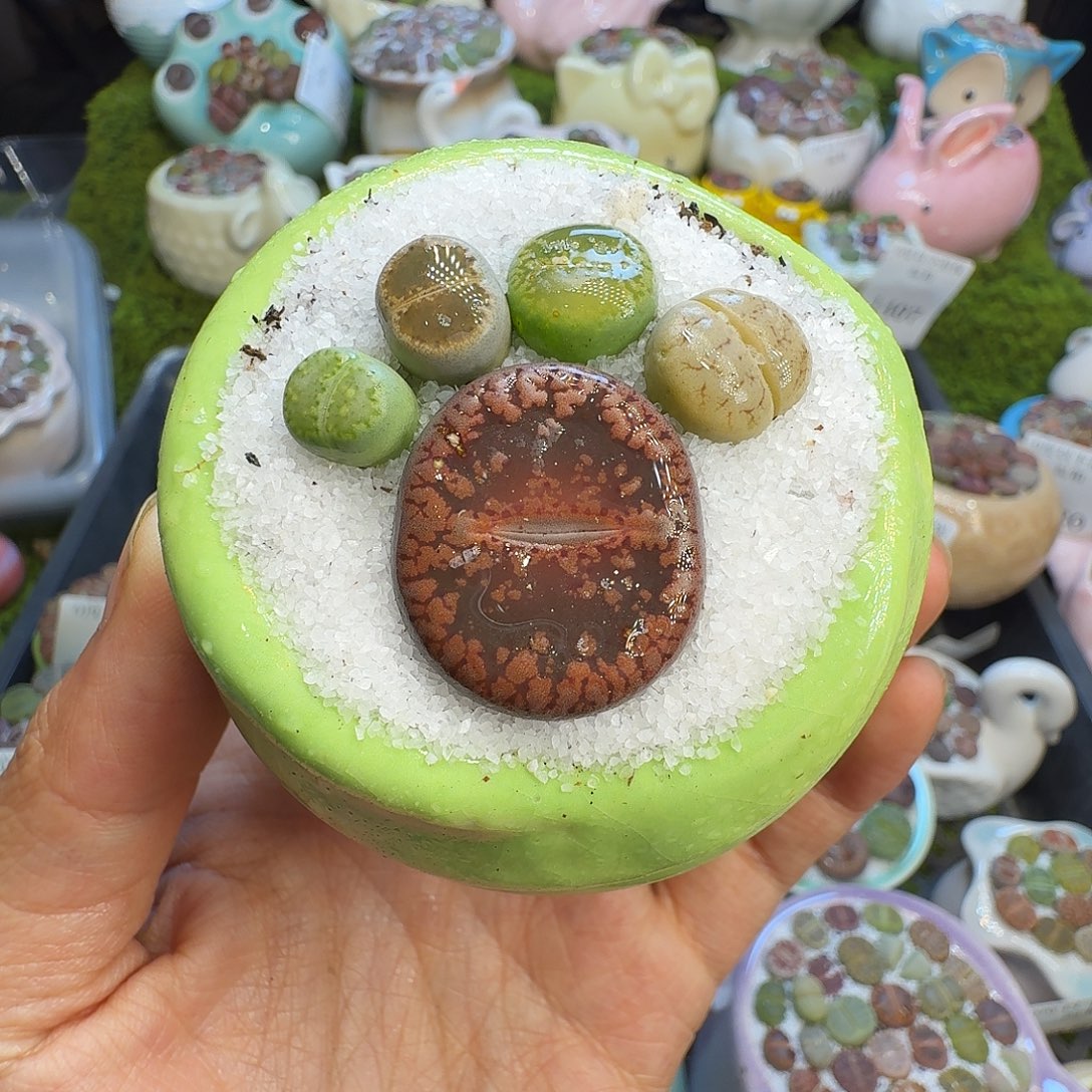 多肉植物福利冲1412