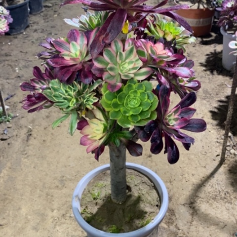 011嫁接多品种124566788