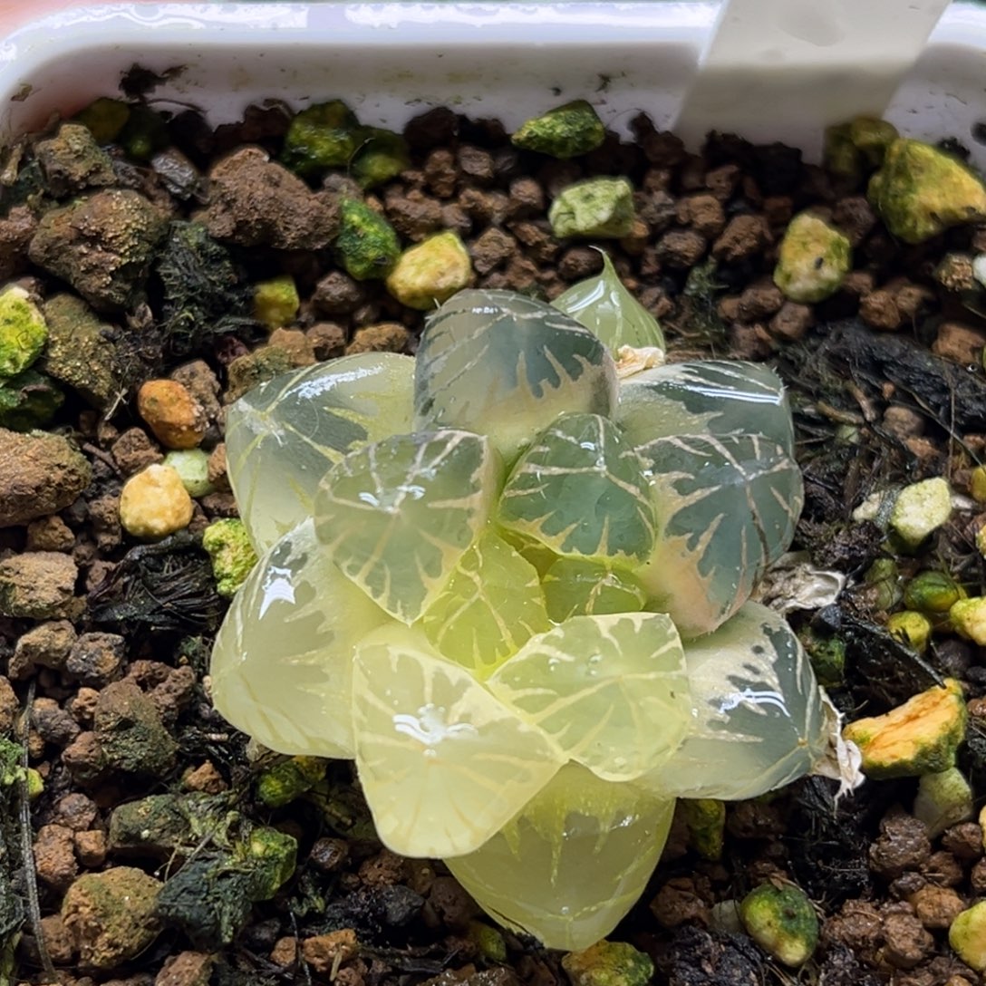 15半糊斑龙爪玉露锦带仔福利专场