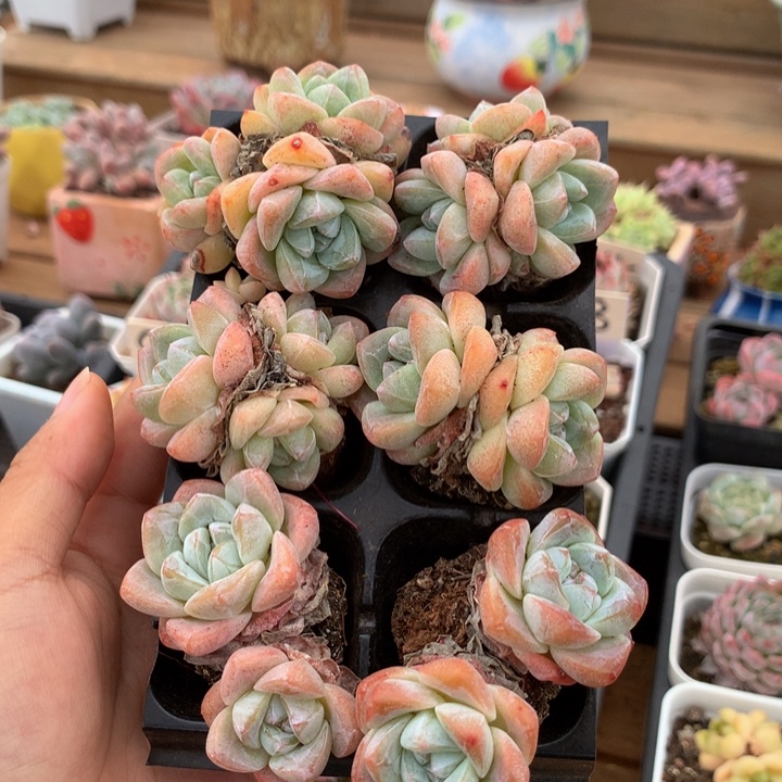 精控冰玉三头双头组合