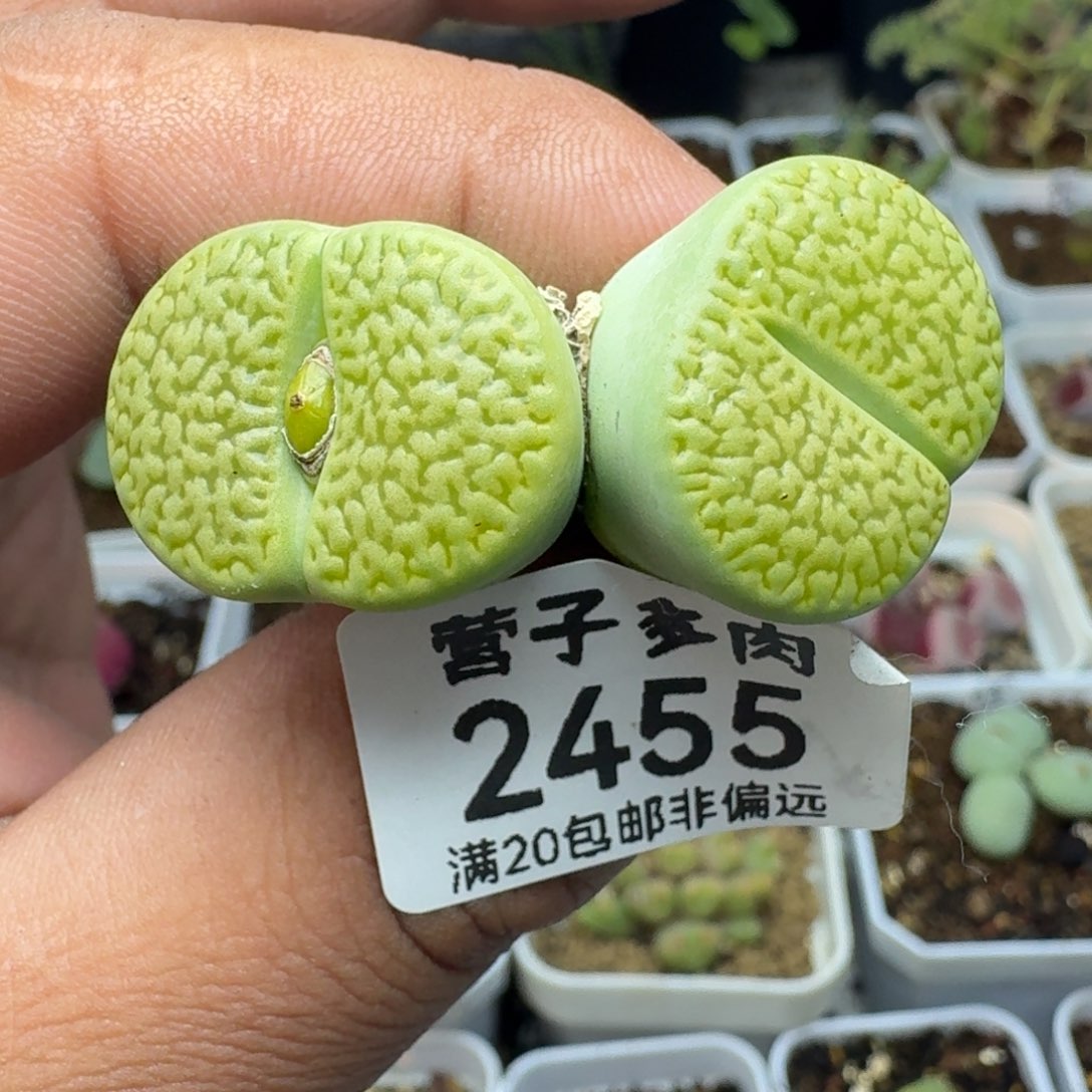 绿富贵  双头                 