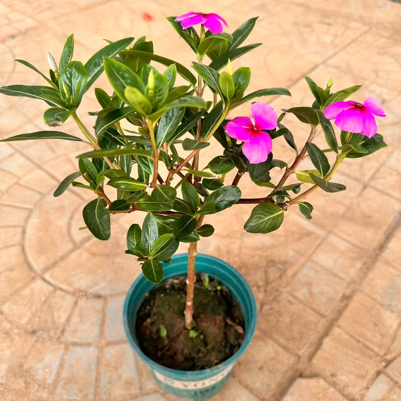 高杆 半成品 木本天天开 一物一拍 花盆破损不包赔 零下拍保温棉！