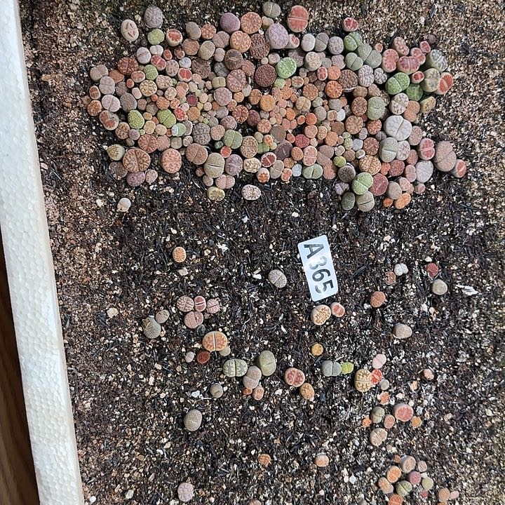 生865石花整筐脱土发货