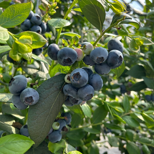 承德七家L25花香蓝莓（14mm+）中小果，现摘现发，125g/盒，500g