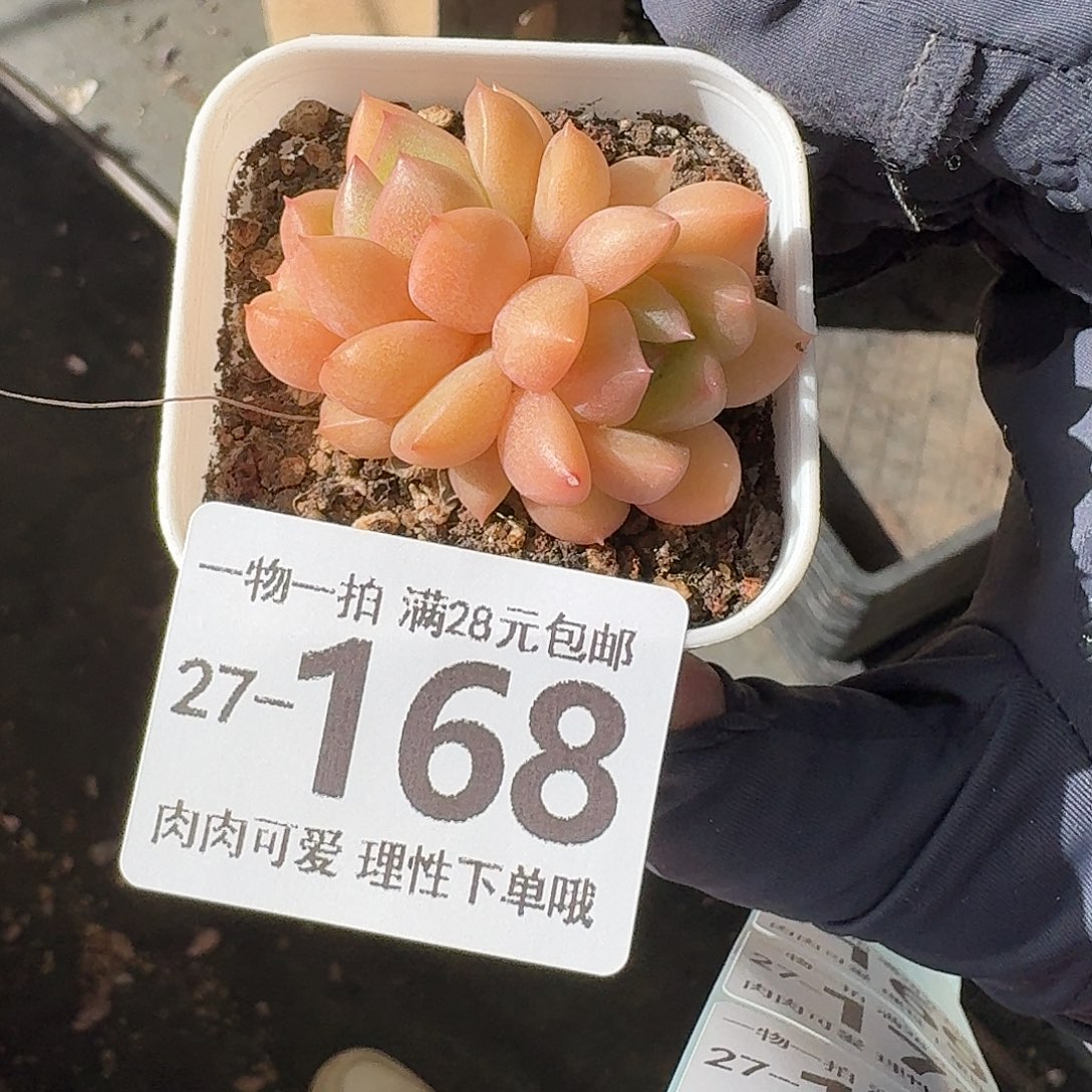 梦龙无盆土发货无