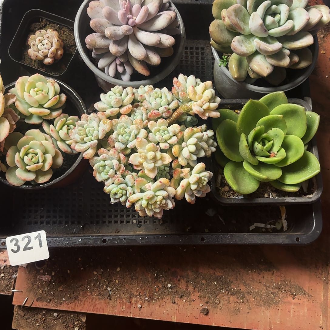 多到植物空拍321号