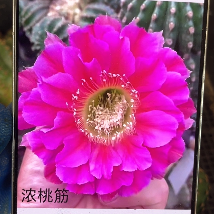 彩草浓桃津5公分左右满18包邮