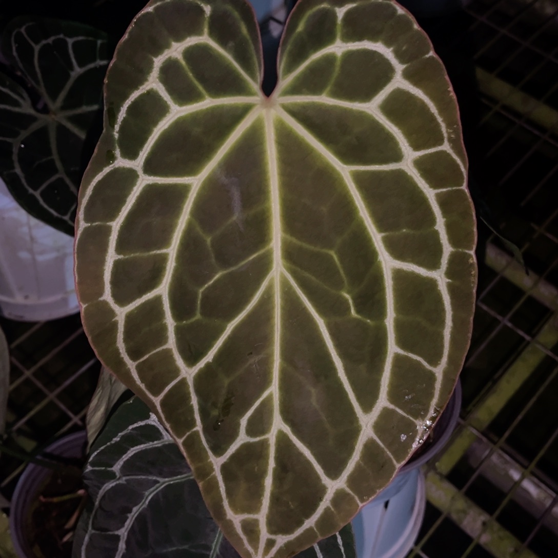 完全开放哥伦比亚黑水晶