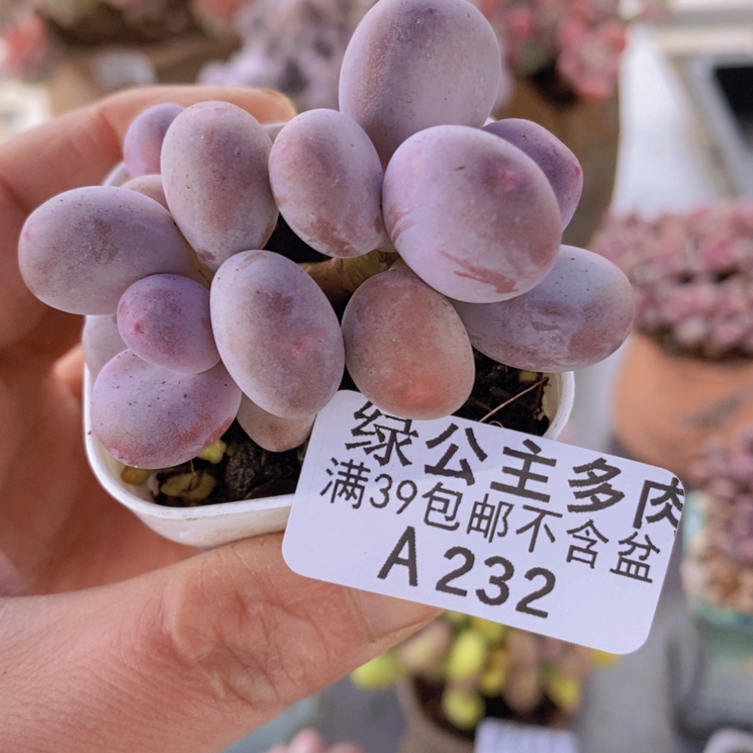 糖豆奶5cm232多肉植物