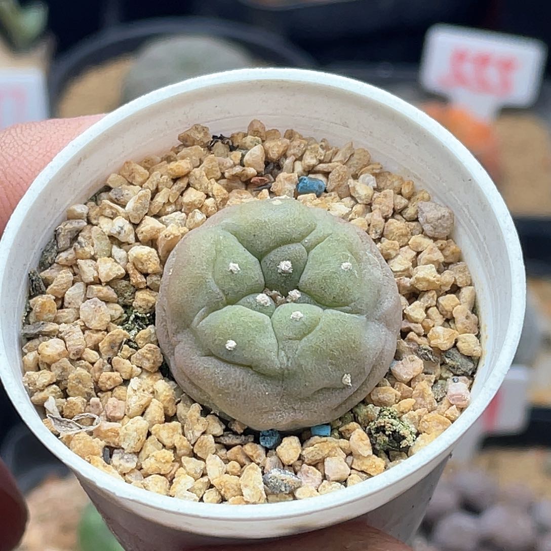 实生海鲜仙人球多肉植物