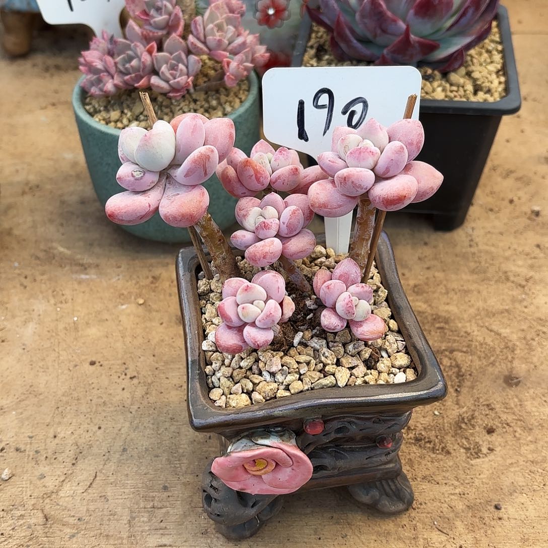 多肉植物，落神190号